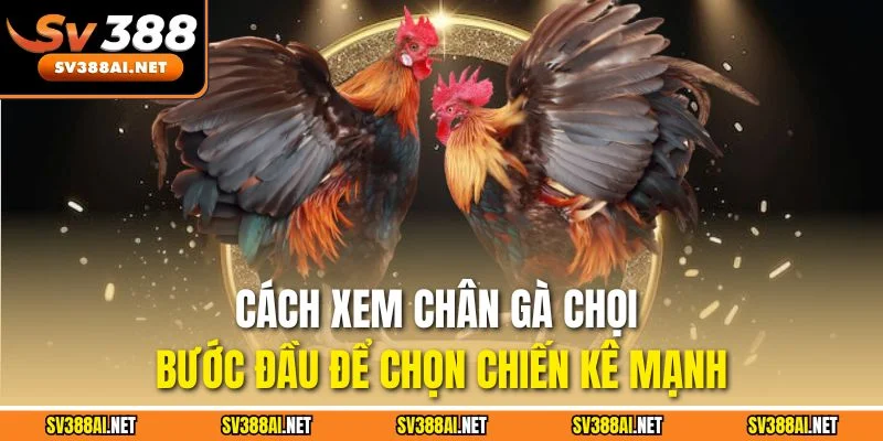 Cách xem chân gà chọi - bước đầu để chọn chiến kê mạnh