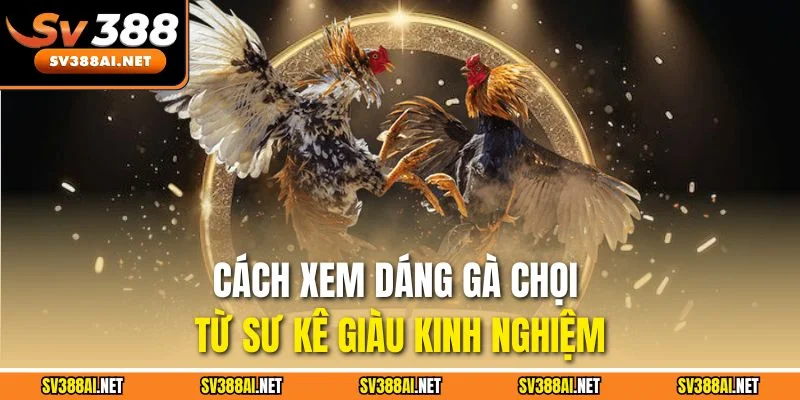 Cách xem dáng gà chọi từ sư kê giàu kinh nghiệm