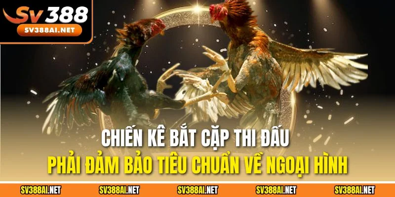 Chiến kê bắt cặp thi đấu phải đảm bảo tiêu chuẩn về ngoại hình