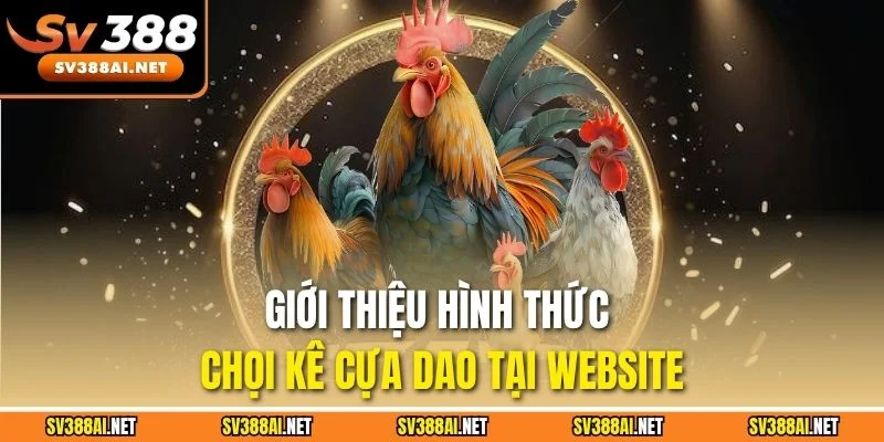 Giới thiệu hình thức chọi kê cựa dao tại website Giới thiệu hình thức chọi kê cựa dao tại website