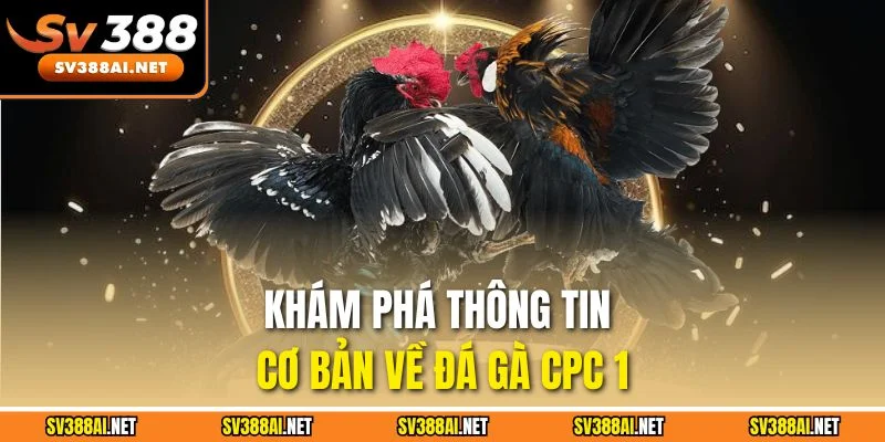 Khám phá thông tin cơ bản về đá gà CPC 1 Khám phá thông tin cơ bản về đá gà CPC 1